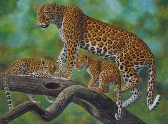 Leopard oil painting