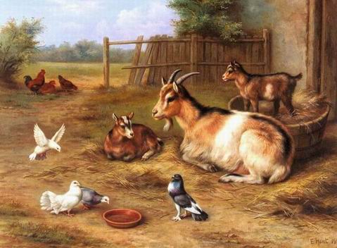 Poultry oil painting