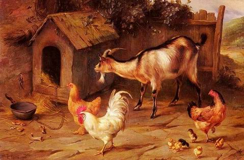 Poultry oil painting