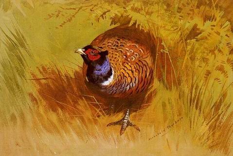 Poultry oil painting