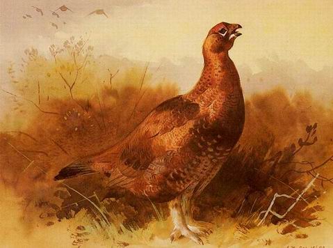 Poultry oil painting