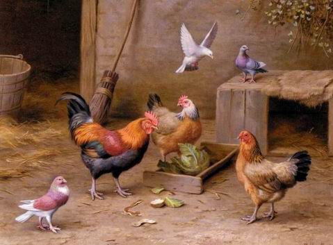 Poultry oil painting