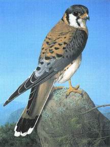 Poultry oil painting