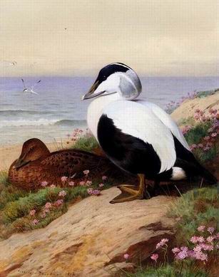 Poultry oil painting