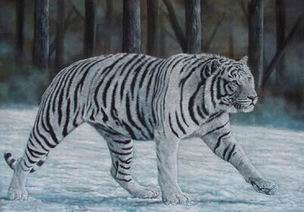 Tiger oil painting