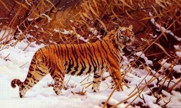 Tiger oil painting