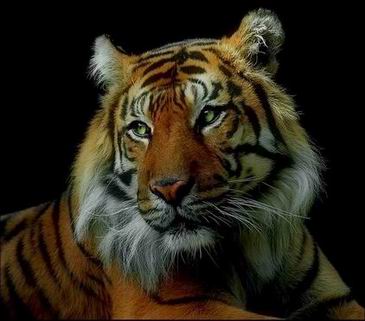 Tiger oil painting