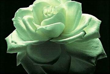 Flower A oil painting