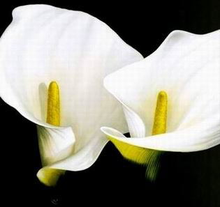 Flower A oil painting