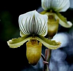 Flower A oil painting