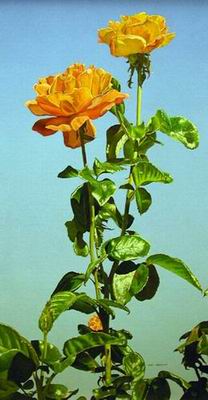 Flower A oil painting